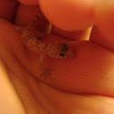 Turkish Gecko