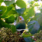 Large Green Pigeon