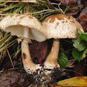 Shaggy parasol mushroom