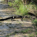 American Alligator