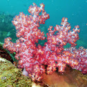 Soft coral, Hemprich's soft coral
