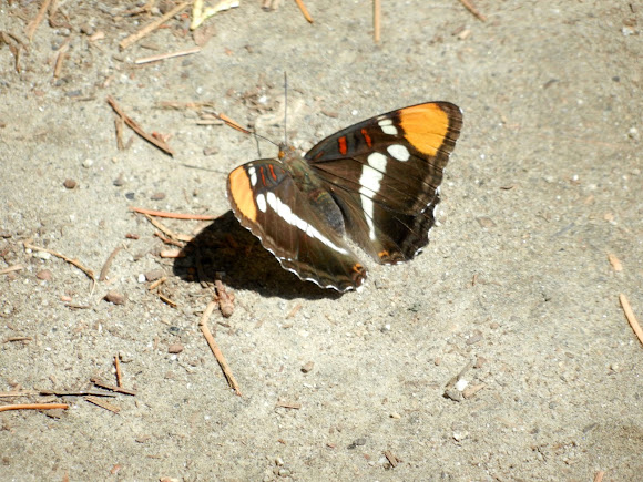 Spotting Image 1