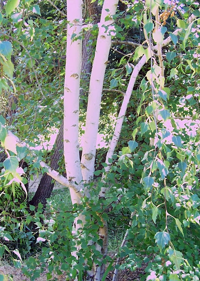 Spotting Image 1