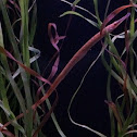 Pipefish