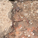 Alacrán