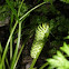 Black Swallowtail Caterpillar