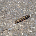 Worm