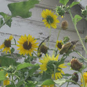 American Goldfinch
