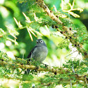 White-eyed Slaty Flycatcher