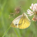 Green-veined White (Bielinek Bytomkowiec)