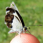 Grass Blue