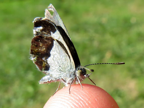 Spotting Image 1