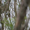 Great Tit, chapim real