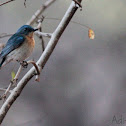 Tickell's Blue Flycatcher