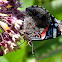 Red Admiral Butterfly