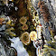 Aggregate anemone