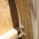 Brown Anole