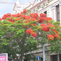 Flame Tree, Royal Poinciana