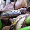 Sphinx Moth Cocoon