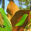 Magnolia