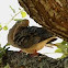 mourning dove
