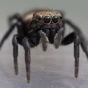 Jumping Spider