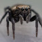 Jumping Spider