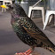 European Starling