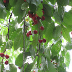 cherri