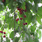 cherri