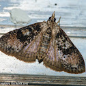 Splendid palpita