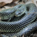 Speckled Kingsnake