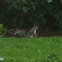 Grey Squirrel