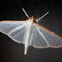 Four-spotted Palpita