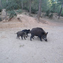 Javalí. Wild boar