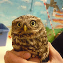 Little Owl