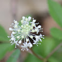 dwarf ginseng