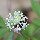 dwarf ginseng
