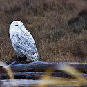 Arctic Snowy Owl