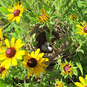 Red-winged Blackbird
