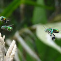 Orchid bees