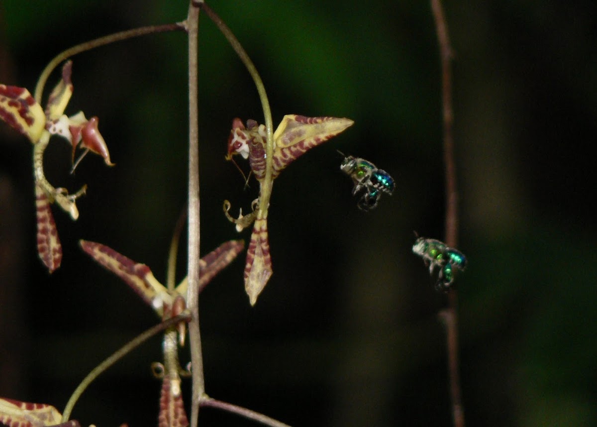 Orchid bee
