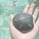 Sand Dollar