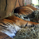 Sumatran Tiger