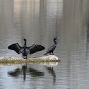 Double Crested Cormorants
