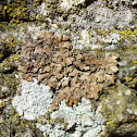 Lichen