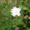 Campion