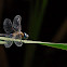 Libélula (Migrant Hawker)