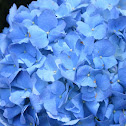Hydrangea