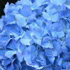Hydrangea